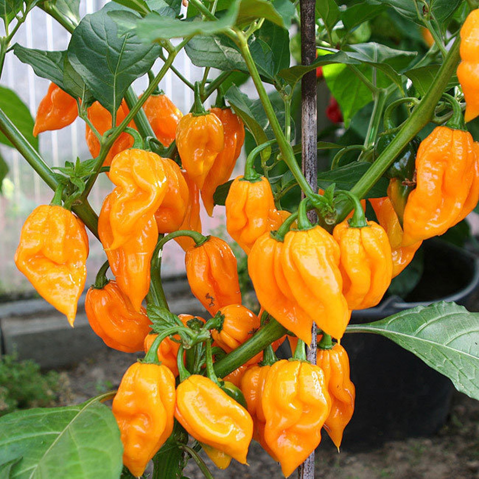 Bhut Jolokia Naga Orange Ghost Chili Pepper 20_seeds Etsy