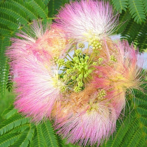 Albizia julibrissin Mimosa Tree 5_Seeds image 5