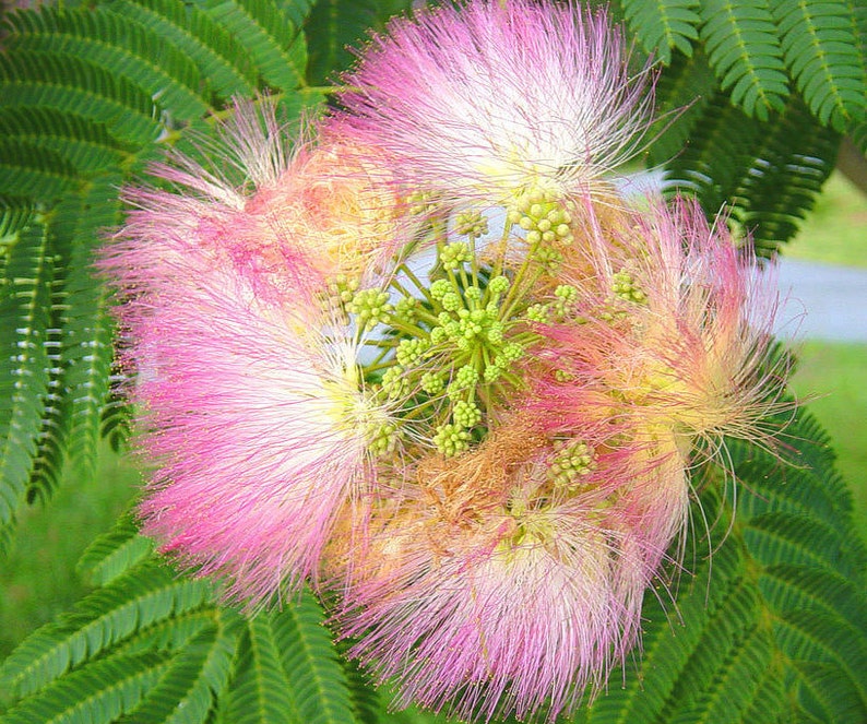 Albizia julibrissin Mimosa Tree 5_Seeds image 5