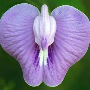 Clitoria macrophylla | Pigeonwing | Poik Tak Katen | 10_Seeds