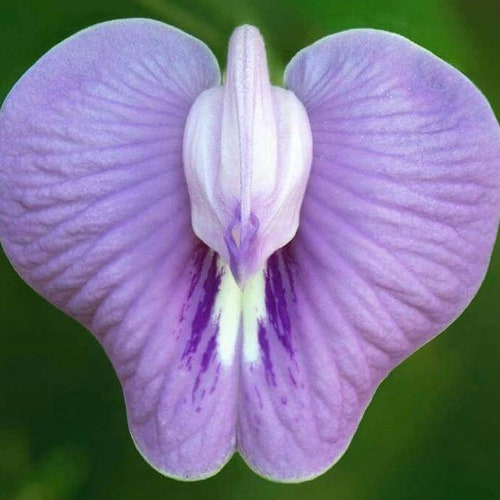 Clitoria macrophylla | Pigeonwing | Poik Tak Katen | 10_Seeds