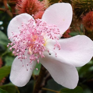 Bixa orellana Achiote Lipstick Tree Urucum Colorau 20_Seeds image 1