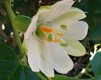 Passiflora mathewsii alba | 10_Seeds