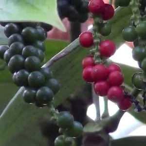 May include: Close-up of a vine with clusters of green and red peppercorns. The peppercorns are growing on a vine with green leaves.