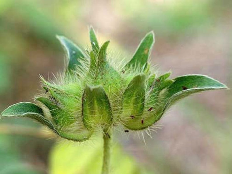 Ipomoea pes-tigridis Tigers Foot Morning Glory 10_Seeds image 5