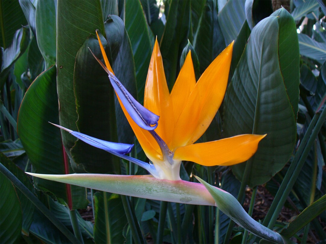strelitzia nicolai indoor care Strelitzia Nicolai Bird of Paradise House Plant – Plants For All Seasons main image 0