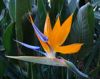 Strelitzia reginae | 5_Seeds