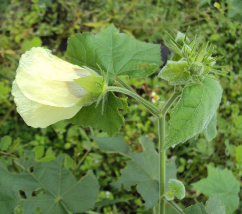 Hibiscus vitifolius Grape Leaved Mallow Tropical Fanleaf 10_Seeds image 3