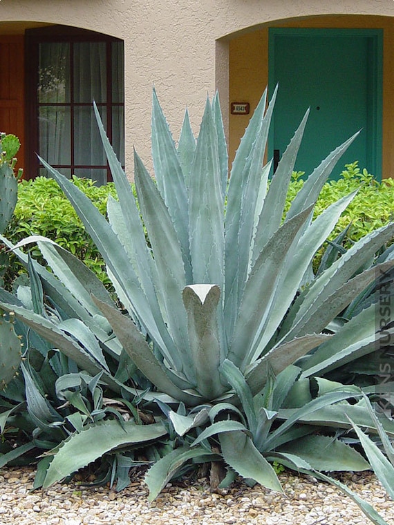 agave attenuata kaufen Agave Attenuata (Foxtail Agave)