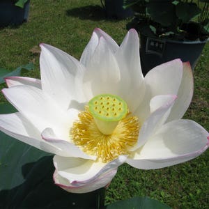 Nelumbo nucifera White | Lotus | 5_Seeds