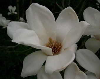 Magnolia denudata | Lily Tree | 5_Seeds