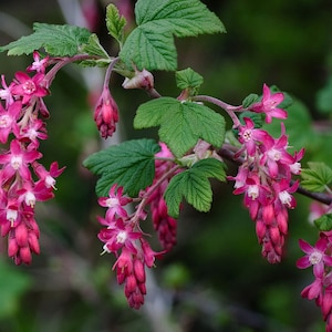 Ribes sanguineum | Blood  Flowering  Redflower  Winter Currant | 10_Seeds