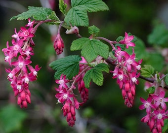 Ribes sanguineum | Blood  Flowering  Redflower  Winter Currant | 10_Seeds