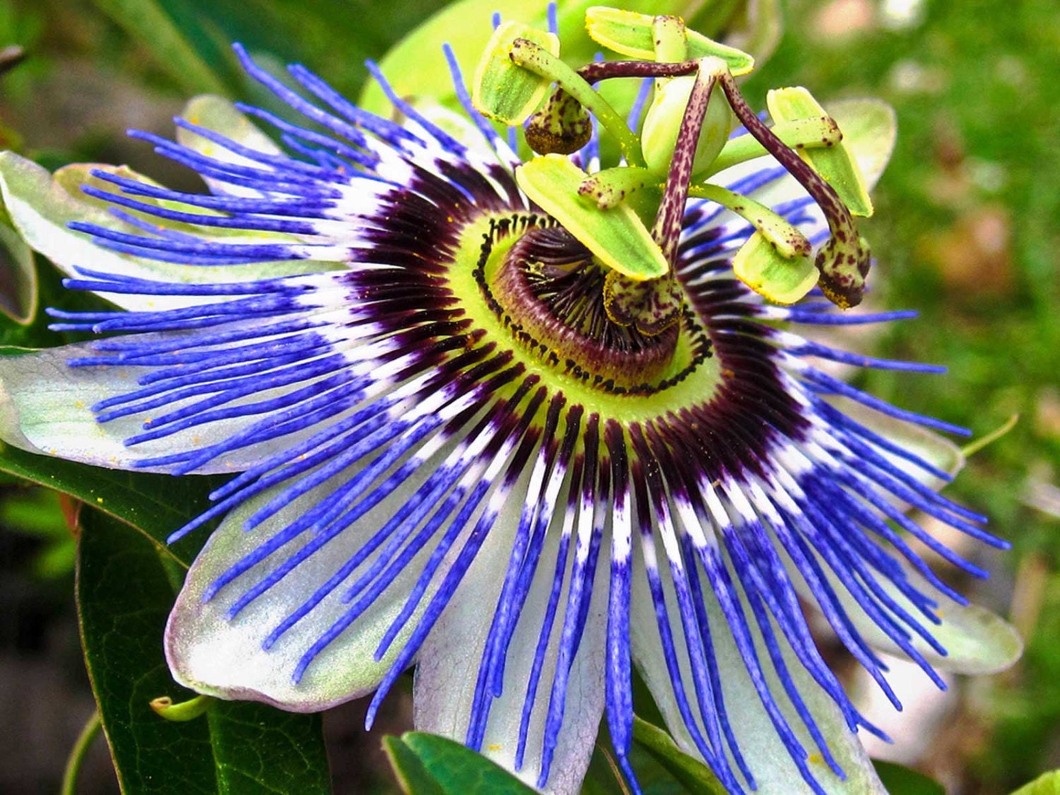 Passiflora Caerulea Blue Hardy Passion Flower 10_seeds Etsy UK