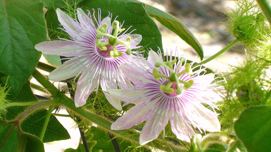 10 Semi Di Passiflora Foetida - Pianta Tropicale Da Frutto - Semi Selezionati - Foto 4