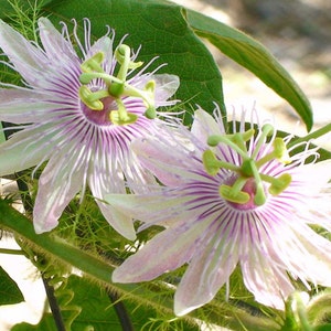 Passiflora foetida | Wild Maracuja| Bush Passion Fruit| 5_Seeds