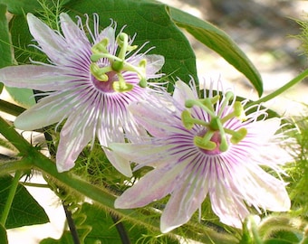 Passiflora foetida | Wild Maracuja| Bush Passion Fruit| 5_Seeds