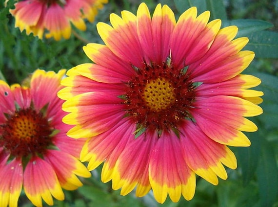 Gaillardia Aristata Bremen Indian Blanket Flower 50 seeds Etsy