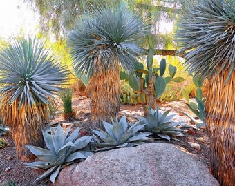 Yucca rostrata | Beaked Yucca | Big Bend Yucca | 10_Seeds