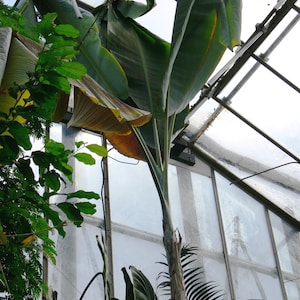 Musa nagensium hongii | 5_Seeds