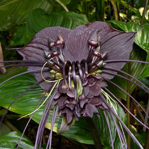 Tacca chantrieri | Bat Flower | Cats Whiskers | Devil Flower | 50_Seeds