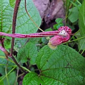 Aristolochia foetida 5_Seeds imagem 3