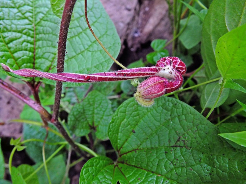 Aristolochia foetida 5_Seeds imagem 3