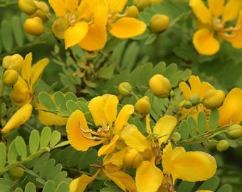 Cassia auriculata | Matura Tea Tree | Ranawara | Avaram Senna | 10_Seeds