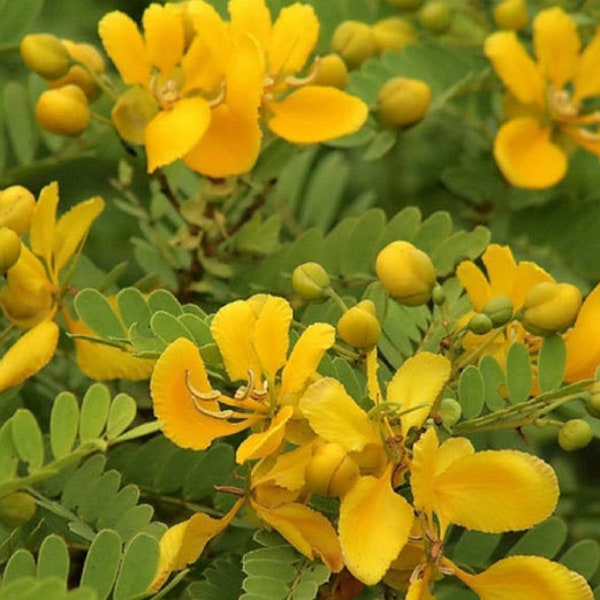 Cassia auriculata | Matura Tea Tree | Ranawara | Avaram Senna | 10_Seeds