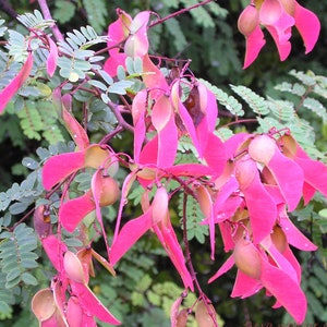 Pterolobium hexapetalum | Indian Redwing | Camp siege | Bhoca | 20_Seeds