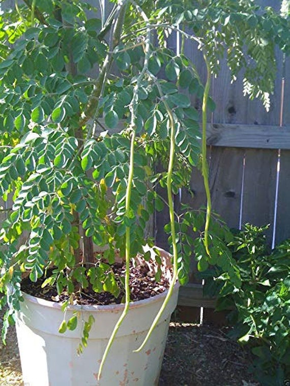 Moringa Oleifera PKM2 | 5_seeds - Etsy