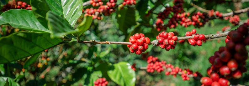Coffea liberica Liberian Coffee 5_Seeds image 3