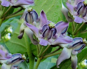 Calotropis gigantea Blue | Giant Milkweed | Crown Flower | 10_Seeds