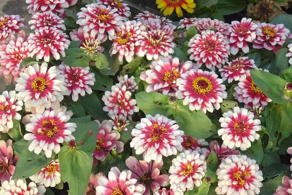 Zinnia Elegans Swizzle Cherry and Ivory | 10_seeds - Etsy