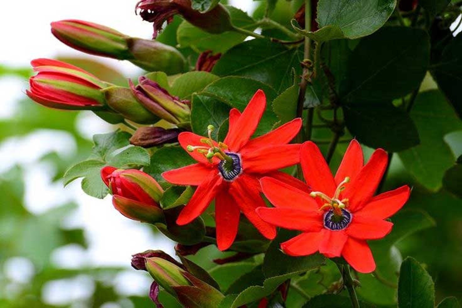 Passiflora manicata Red Passion Flower 5_Seeds Etsy 日本