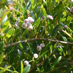 Syzygium (acmena) Smithii | Mini Lilly Pilly | 10_seeds - Etsy