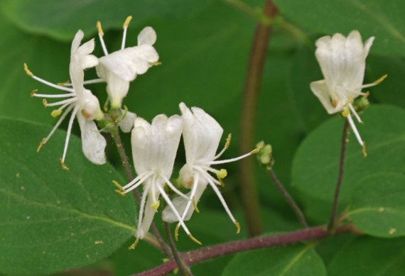 philodendron kaufen online Philodendron scandens