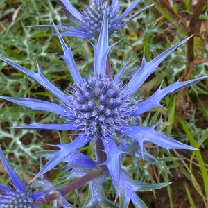 Eryngium planum | Sea Holly | 20_Seeds
