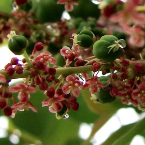 Phyllanthus acidus | Chermai | Otaheite Malay Tahitian Gooseberry | 10_Seeds