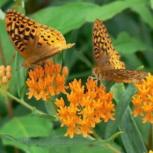 May include: Two orange and black butterflies with brown wings are perched on a cluster of orange butterfly weed flowers.