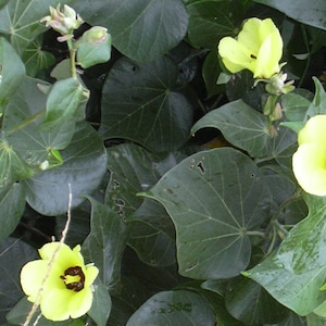 Hibiscus tiliaceus | Hau | Sea Hibiscus | Vau Tree | Green Cottonwood | 10_Seeds
