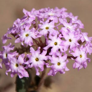 Abronia villosa | Desert Sand Verbena | 10_Seeds