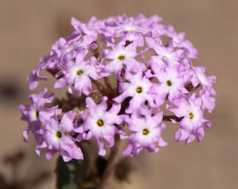 Abronia villosa | Desert Sand Verbena | 10_Seeds