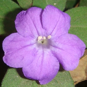 Ruellia humilis | Fringeleaf Wild Hairy Petunia | 50_Seeds