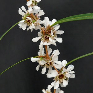 Può includere: Primo piano di un ramo fiorito con piccoli fiori bianchi a forma di stella. I fiori hanno un centro marrone e sono disposti lungo un sottile stelo marrone. Foglie e steli verdi sono visibili su uno sfondo scuro.