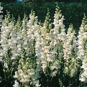 Antirrhinum majus Snowflake | Snapdragon | 20_Seeds