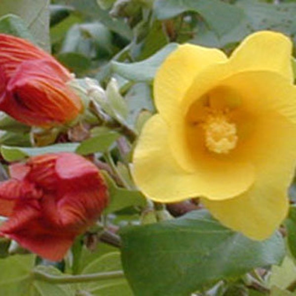 Hibiscus tiliaceus | Hau | Sea Hibiscus | Vau Tree | Green Cottonwood | 10_Seeds