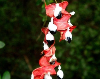 Pithecellobium dulce | Madrasdoorn | Manillatamarinde | Camachile | 5_Zaden