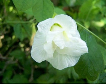 Clitoria ternatea Double White | 10_Seeds