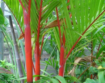 Cyrtostachys renda | Red Sealing Wax & Lipstick Palm | 5_Seeds